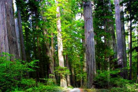 Northern California!